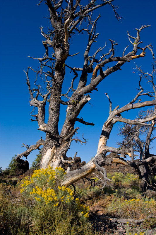 Snag And Flowers